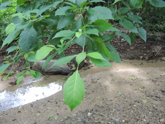 Calycophyllum candidissimum