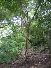 Calycophyllum candidissimum