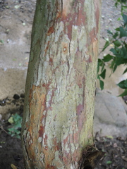 Calycophyllum candidissimum