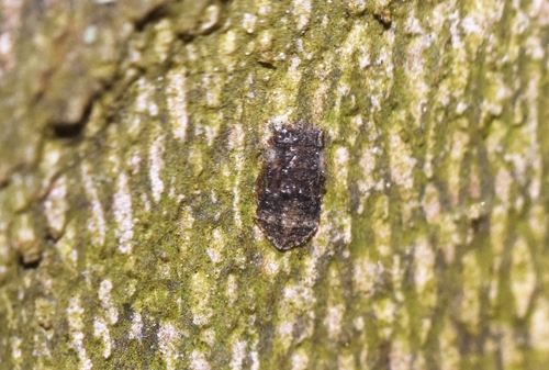 Ledra aurita
