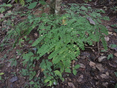 Adiantum amplum