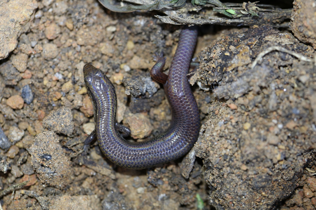 Rwanda Five-Toed Skink