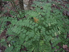 Adiantum amplum