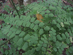 Adiantum amplum
