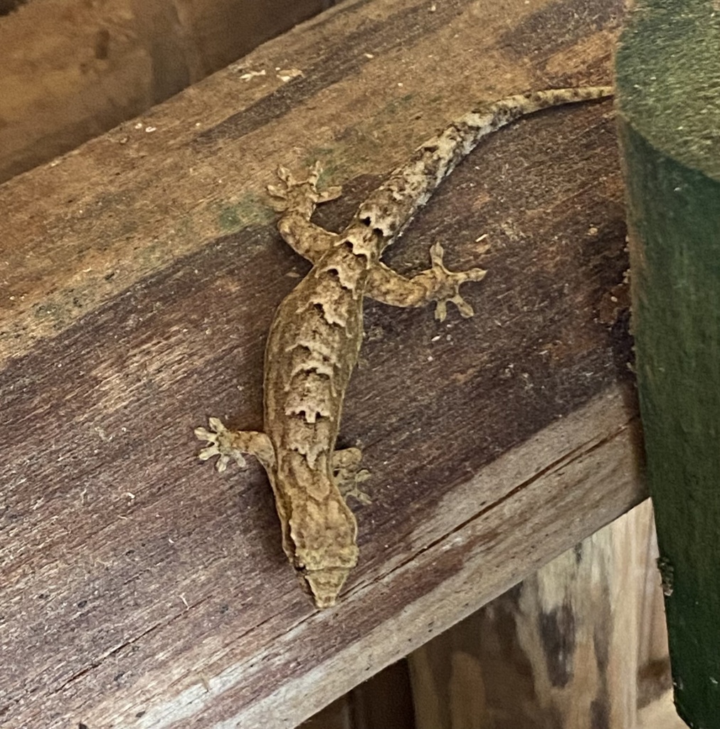 Mourning Gecko from Pulau Koh, Raja Ampat, West Papua, ID on July 7 ...