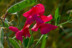 Lathyrus odoratus