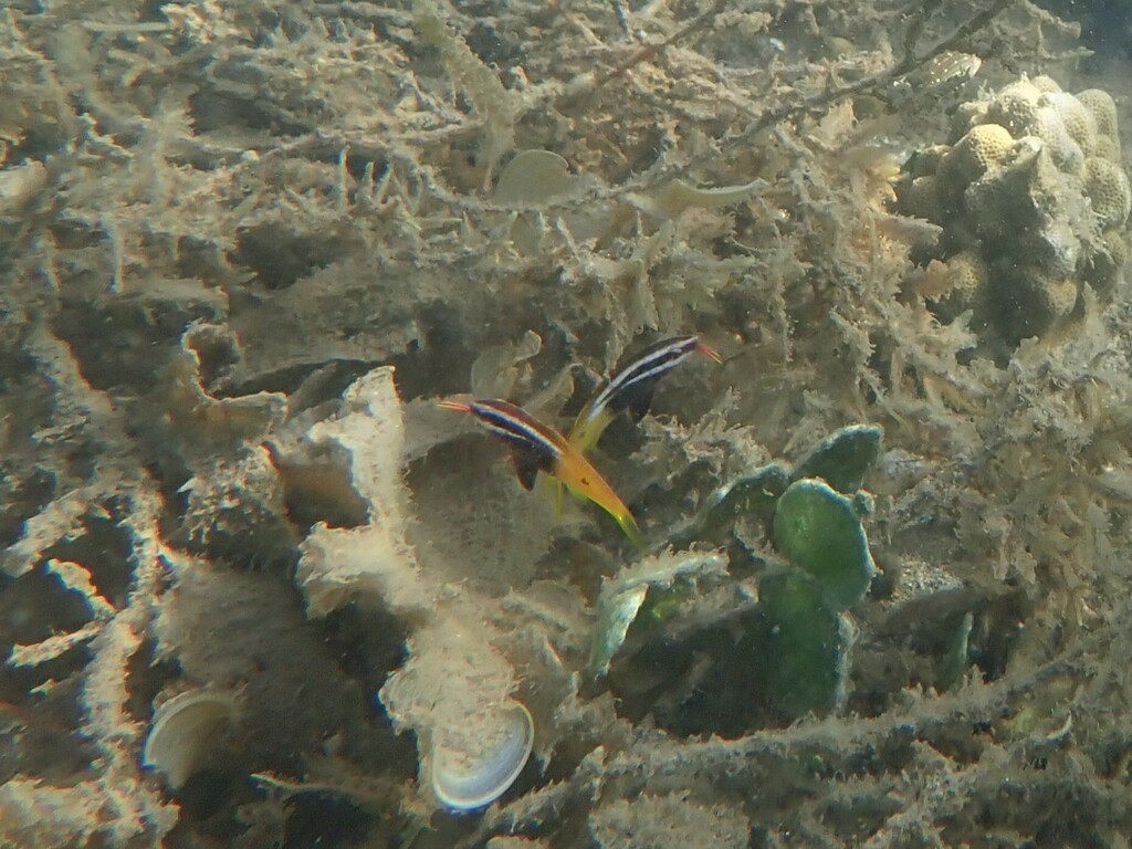 Bicolor goatfish