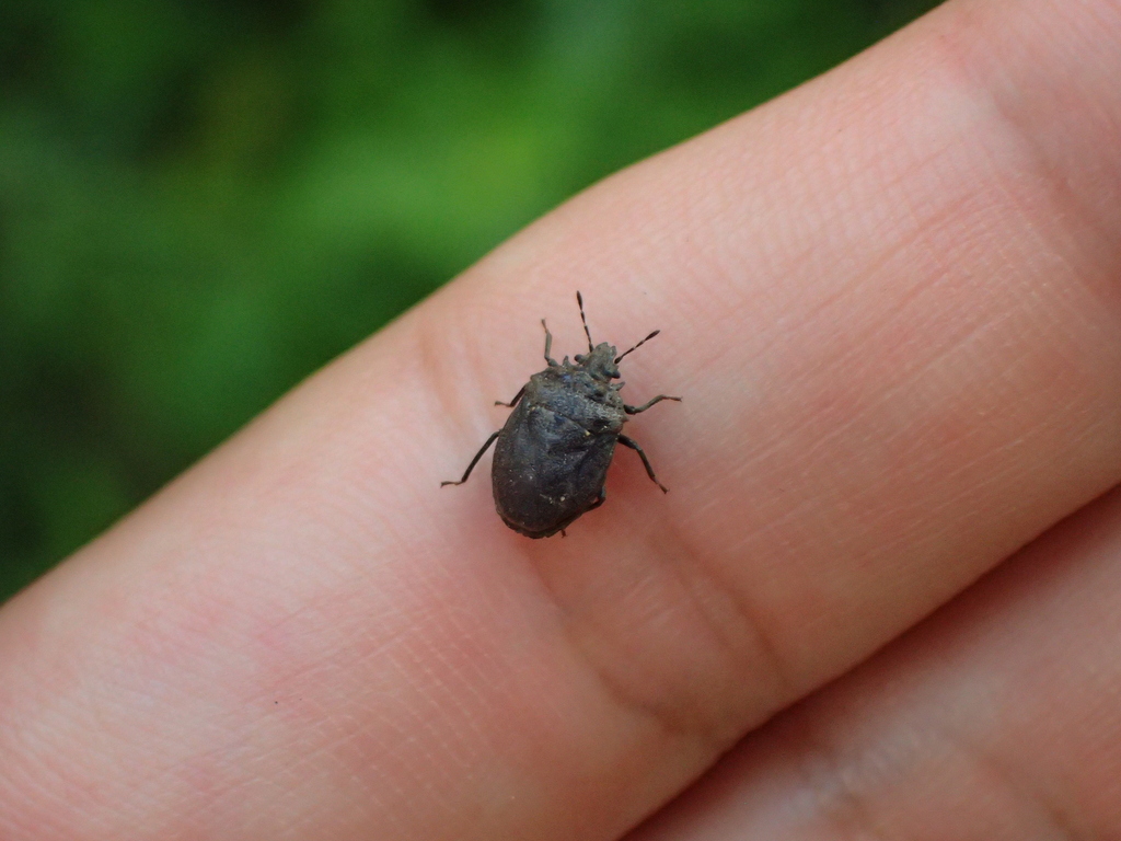 Scootagara Insect Scotinophara scottii in July 2023 by renshuchu · iNaturalist
