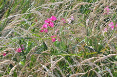 Lathyrus odoratus