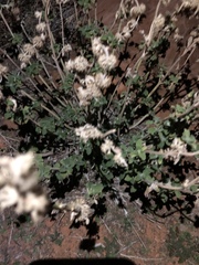 Marrubium