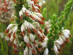 Erica penicilliformis