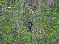 Anhinga anhinga