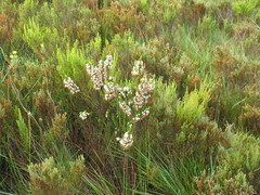 Erica penicilliformis