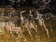 Anhinga anhinga