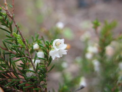 Erica tenuis
