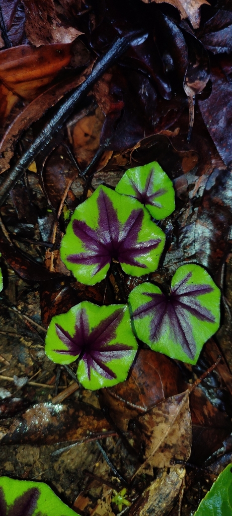 Nervilia infundibulifolia