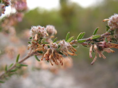 Erica similis