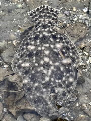 Paralichthys lethostigma