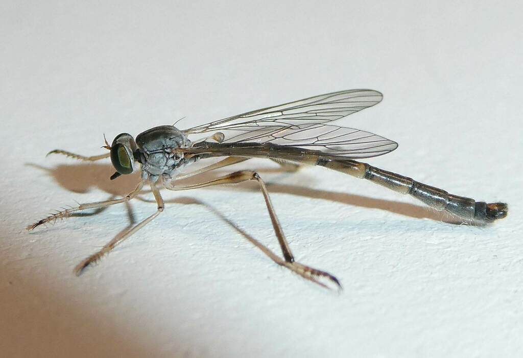 Slender Robberflies