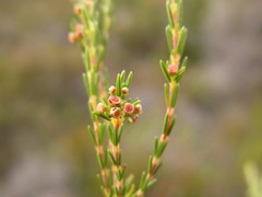 Erica parviporandra