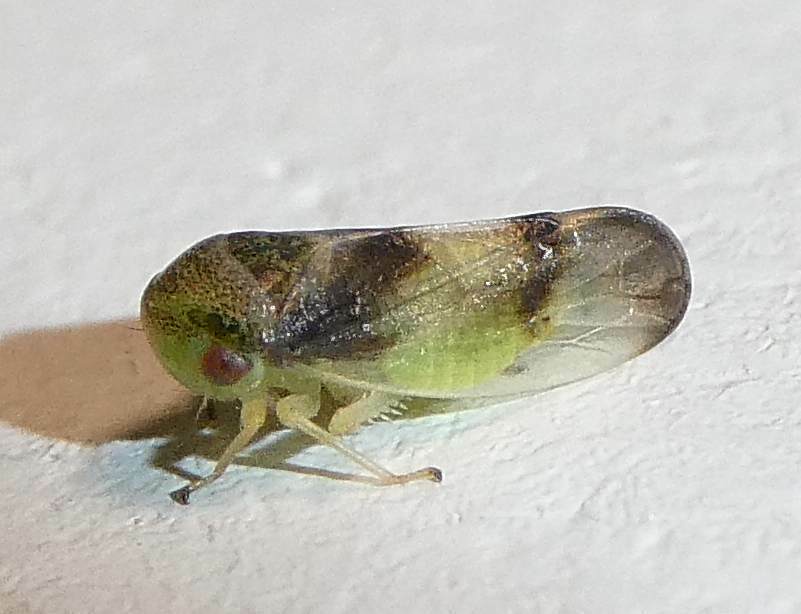 Pediopsoides