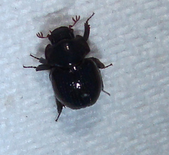 Germarostes globosus