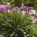 Primula nivalis - Photo (c) Vsevolod, algunos derechos reservados (CC BY), subido por Vsevolod