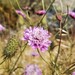 Sweet Scabious - Photo (c) Josh B, some rights reserved (CC BY-NC), uploaded by Josh B