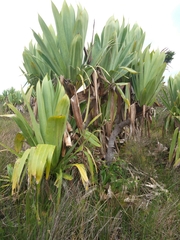 Pandanus