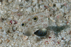 Signigobius biocellatus