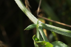 Lathyrus odoratus