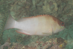 Epinephelus fasciatus