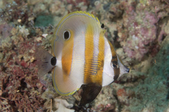 Coradion chrysozonus