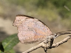 Libytheana motya
