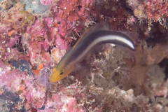 Pseudochromis bitaeniatus