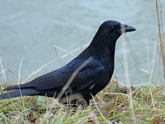 Corvus corone
