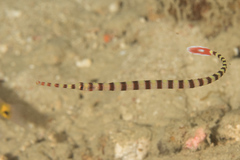 Dunckerocampus dactyliophorus