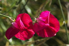 Lathyrus odoratus