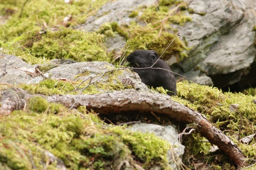 Ochotona alpina