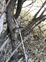 Cubophis cantherigerus