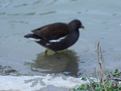 Gallinula chloropus
