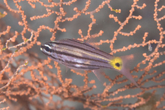 Cheilodipterus artus