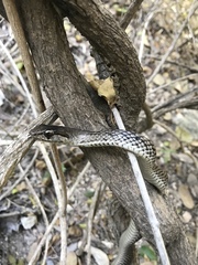 Cubophis cantherigerus