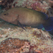 Freckled Grouper - Photo (c) Mark Rosenstein, some rights reserved (CC BY-NC), uploaded by Mark Rosenstein