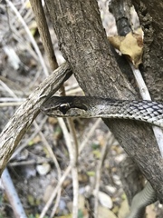 Cubophis cantherigerus