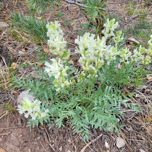 White Point-vetch