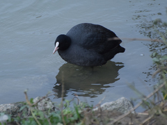 Fulica atra