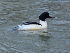 Mergus merganser