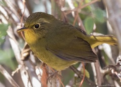 Golden Bush Robin photo 4