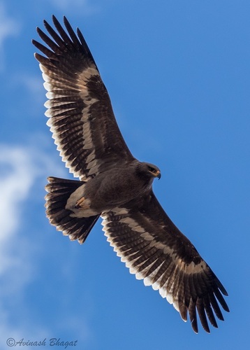 Steppe Eagle